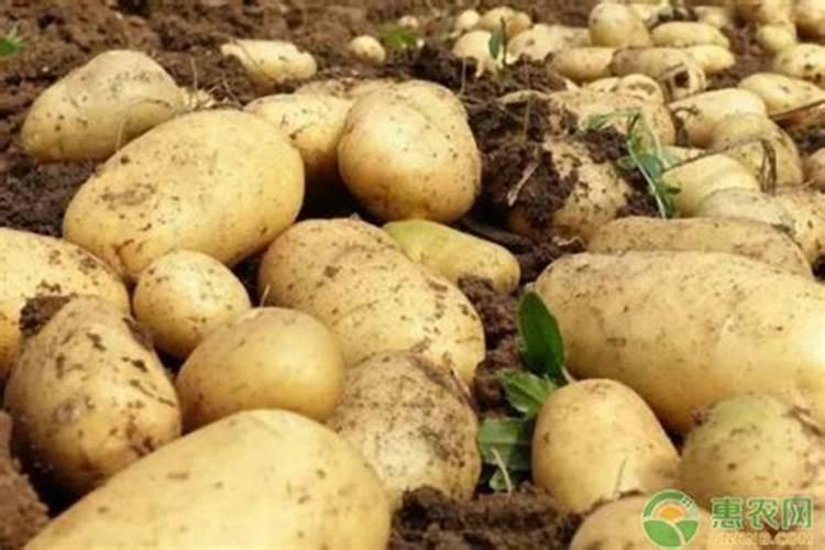 土豆追肥用什么肥料？用了这些肥料土豆养得活才怪