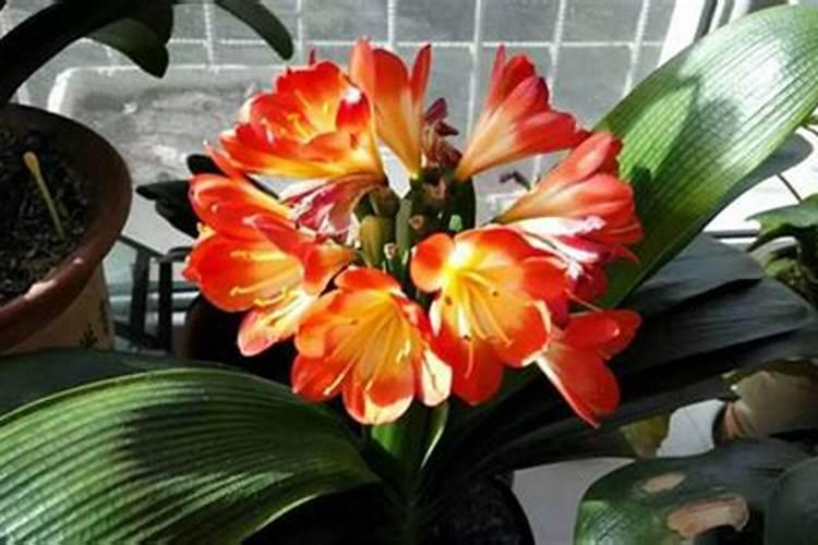 长寿花开花妙招,施加豆饼肥促进花芽形成