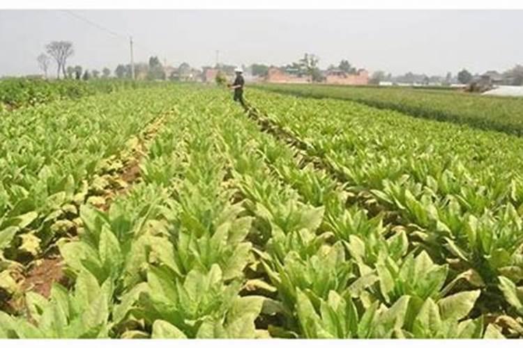 第一年葡萄小苗施什么肥(刚种葡萄苗用什么肥料长得快)