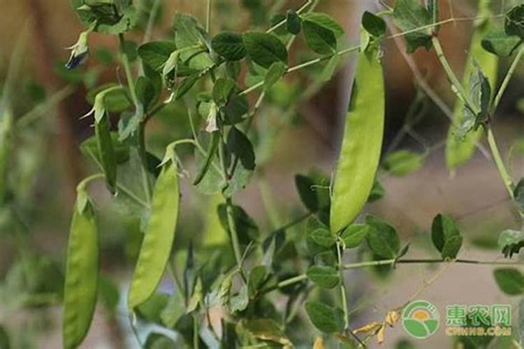 种荷兰豆开花了加什么肥料可以加尿素吗