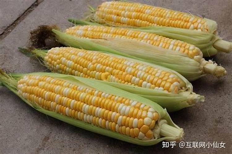 玉米什么时候打叶面肥好 使用方法有哪些