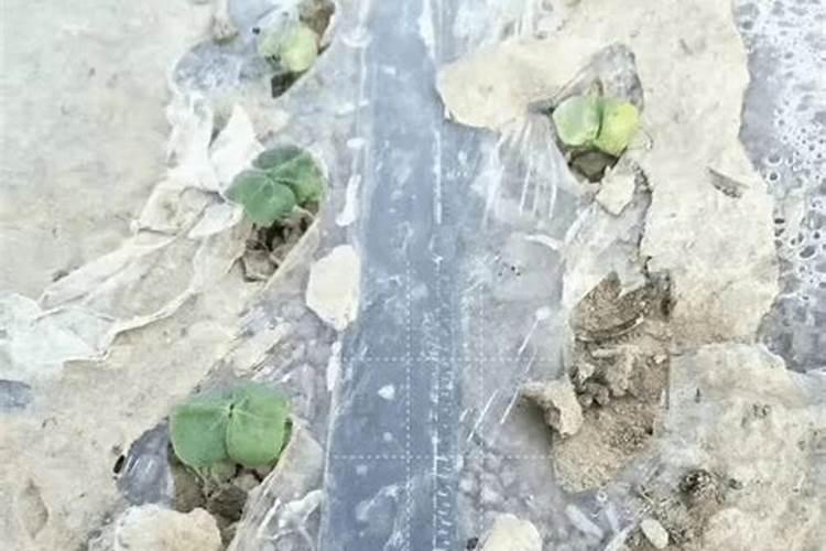 生菜怎样种植出苗最快