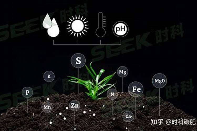 草莓磷肥过量是什么症状