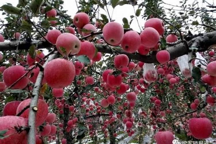 8月中旬红富士苹果应该打什么药？应主要防治什么病菌？