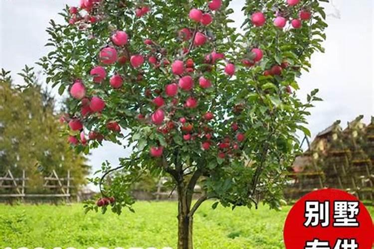 我家栽的短枝红富士 想上苹果膨大肥 上什么肥料上比较好 另外 现在...