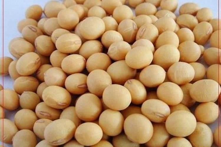 促进茶花开花施什么肥(茶花开花期间施什么肥最好)