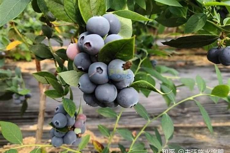 蓝莓施什么肥