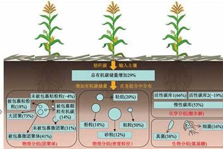 荔枝高产该注意哪些要点？