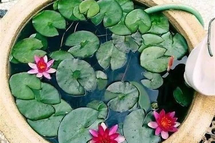 柑橘8月份施什么肥最好