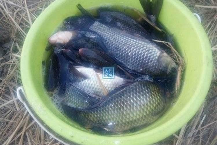 月季有花苞了怎么施肥