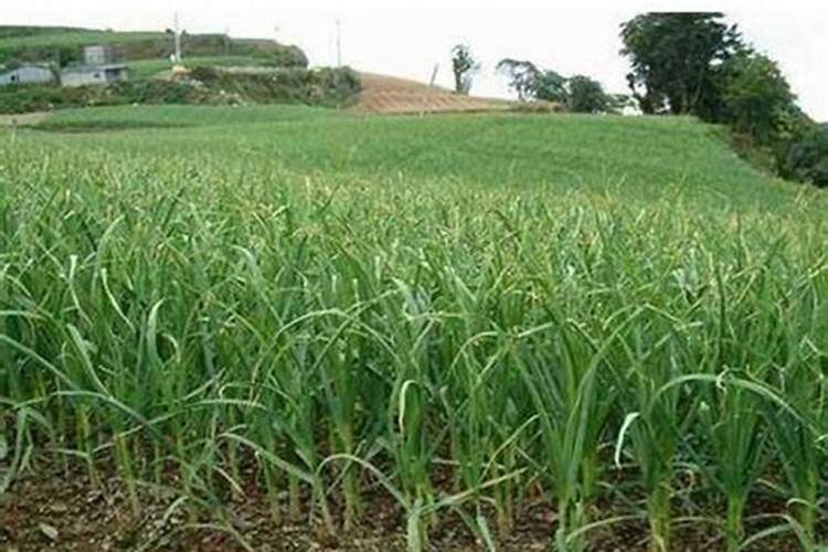 什么茶叶含钾最多