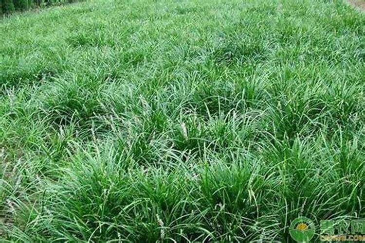 麦冬种植技术与栽培管理