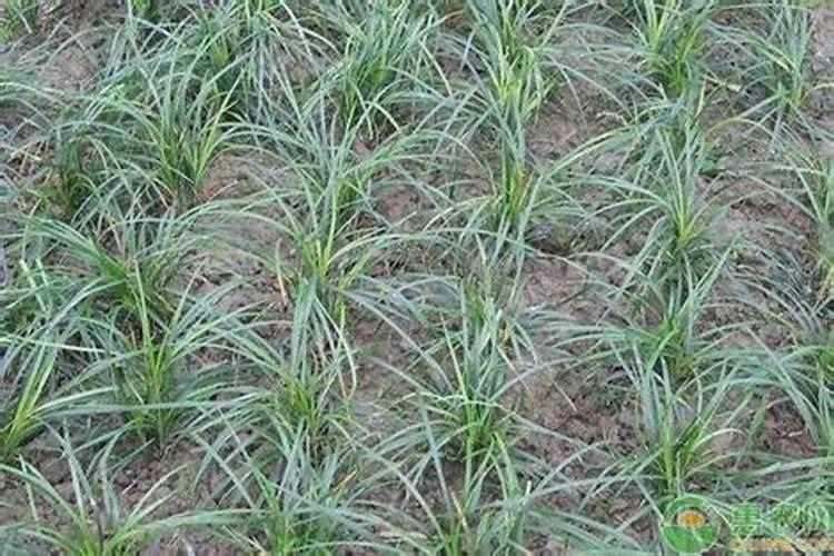 有谁知道麦冬的施肥技术？