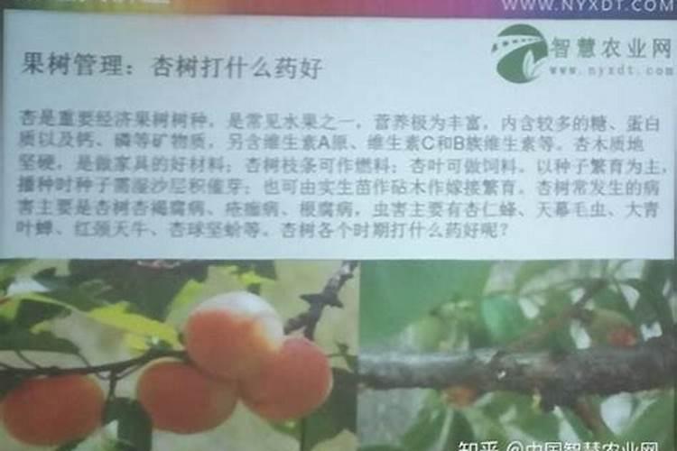 果树花期怎样用药