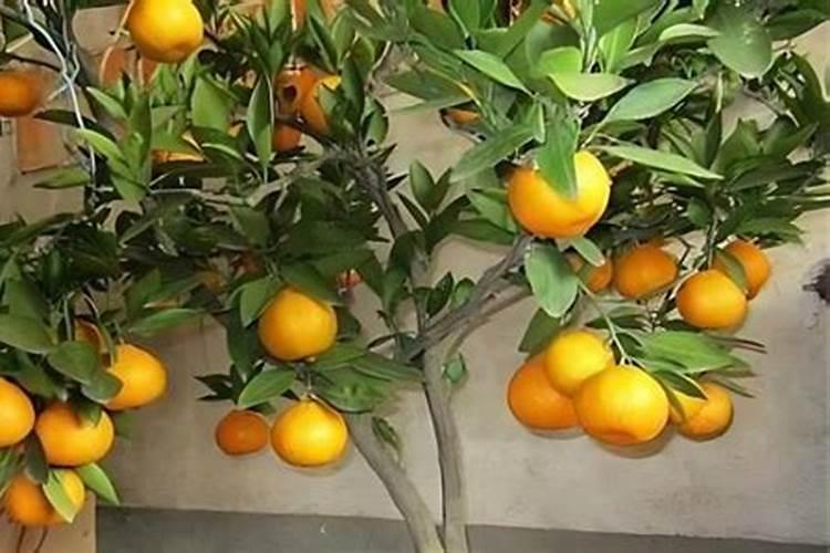 百合花苗能用水养吗