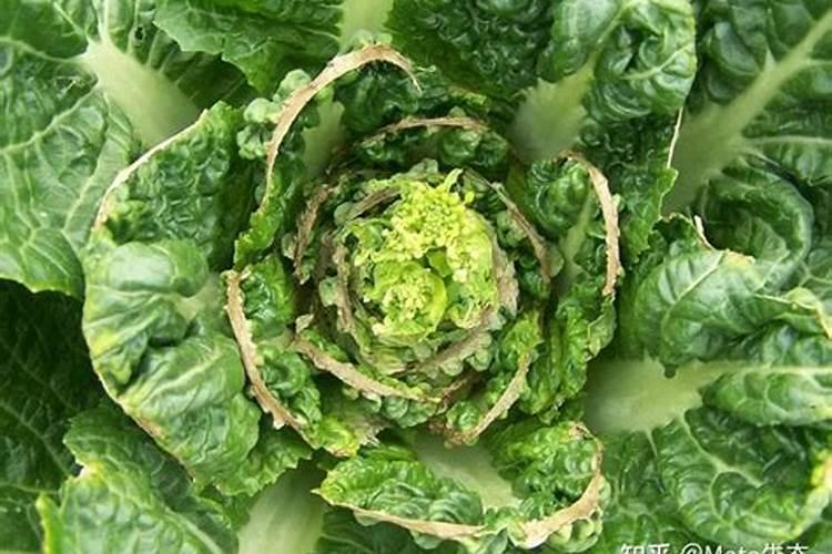 哥伦比亚热情果有哪些营养价值？