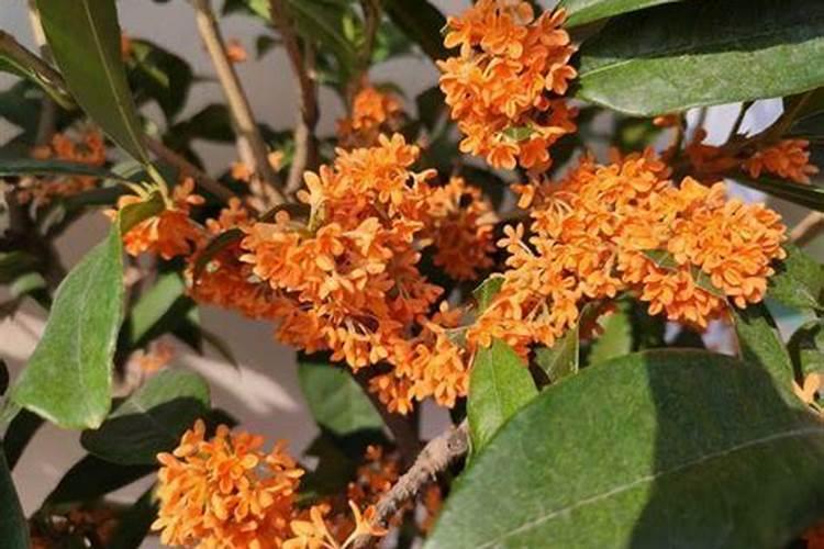 怎么选购优质的桂花鱼？