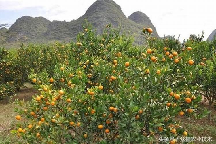 沙糖桔树挂果的时候该怎么管理？