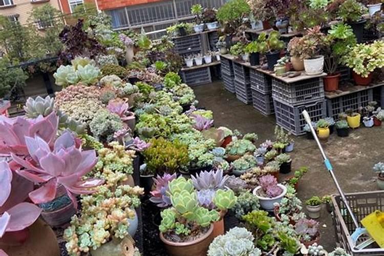 扁豆的种植方法和时间 扁豆花期的肥料管理