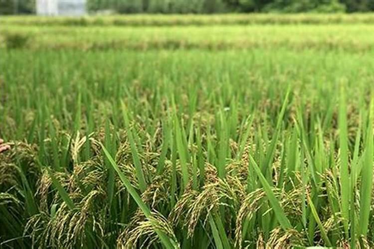 叶面肥什么时间喷好啊？