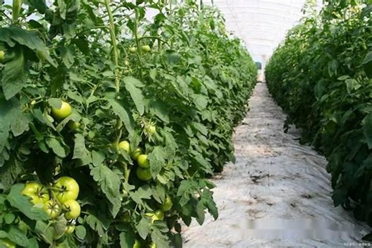 先正达扬彩能打西红柿吗