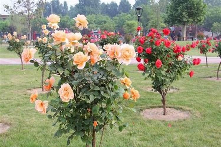 盆栽月季花要施什么肥,一般什么时候施肥？