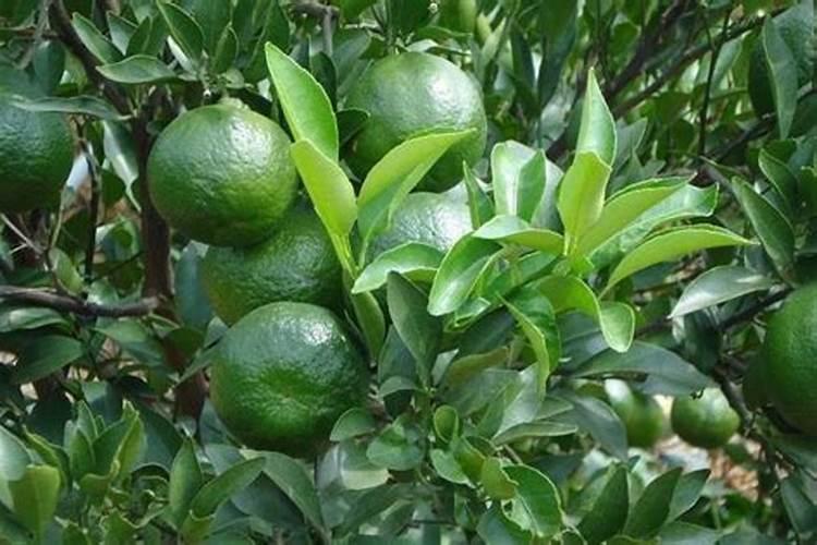 什么肥料对兰花发芽生根开花最好