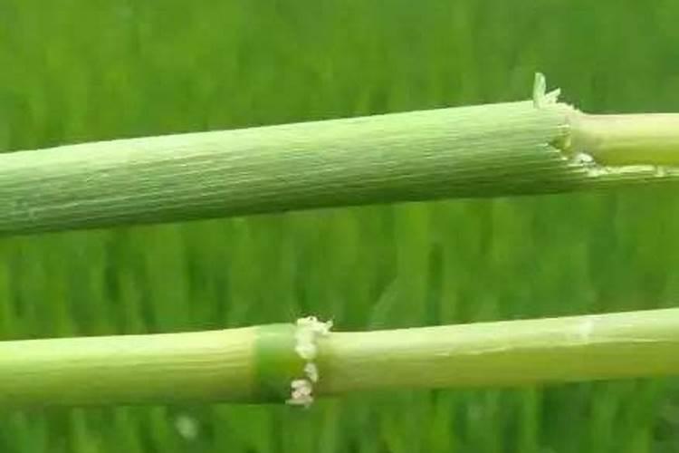 什么肥料对兰花发芽生根开花最好