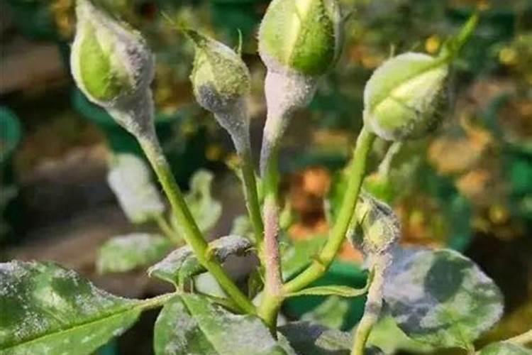 桃树根腐病害的症状和病因,以及根腐病害的防治方法