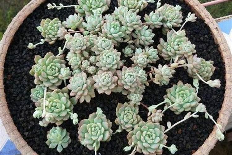 复合肥施肥在雨前还是雨后好