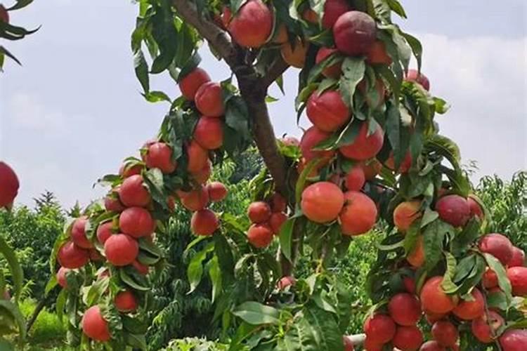 葡萄树施肥的最佳时间什么时候给葡萄树施肥