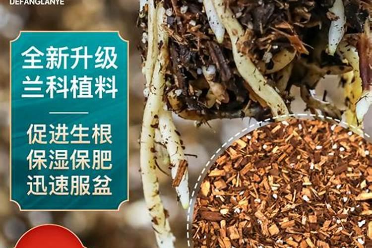 如何保养松树盆景