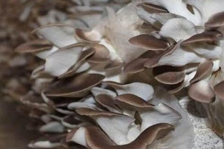 蓝莓都在什么时间段使用硼肥？