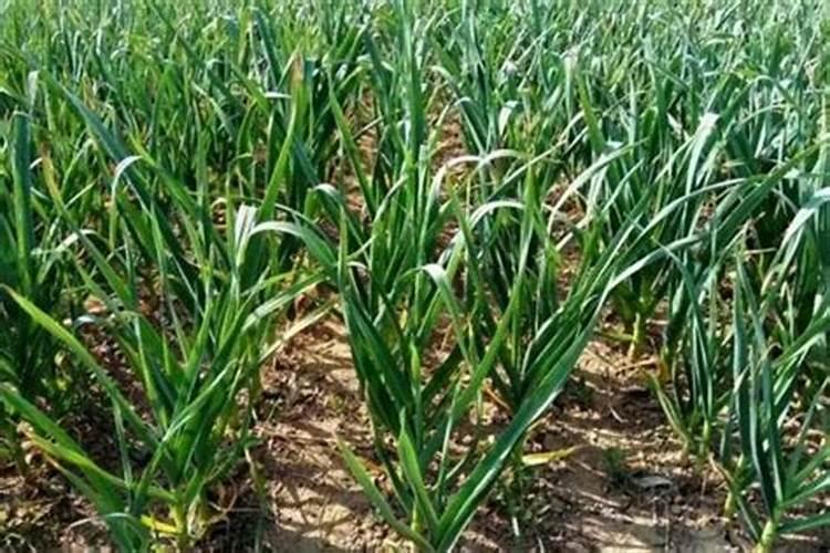 车用尿素可以给植物施肥吗 车用尿素能用在农作物上面做肥料吗