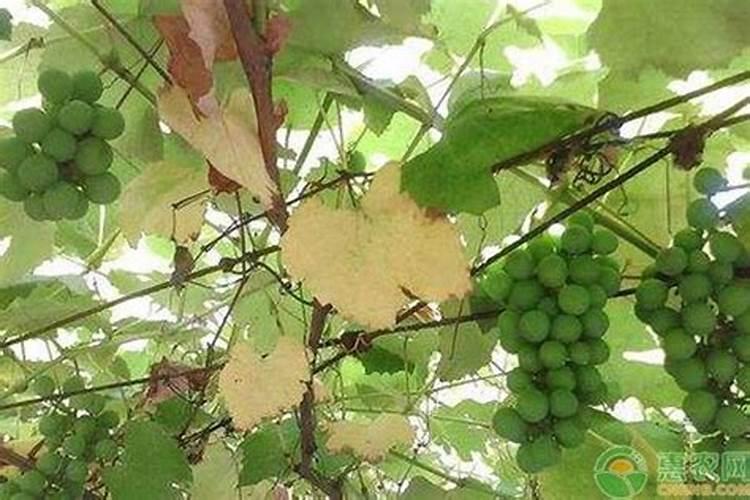 葡萄叶子上有黄斑是什么病