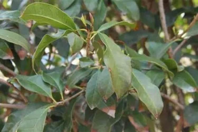 夏天桂花树叶子全部枯黄怎么回事？