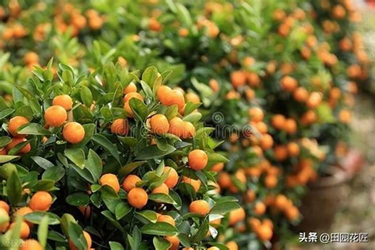 莲藕用什么叶面肥好‘莲藕表皮颜色不好看,有黑斑？