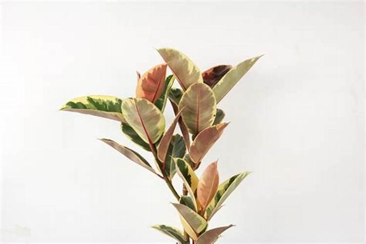 杨树需不需要打叶面肥呢？