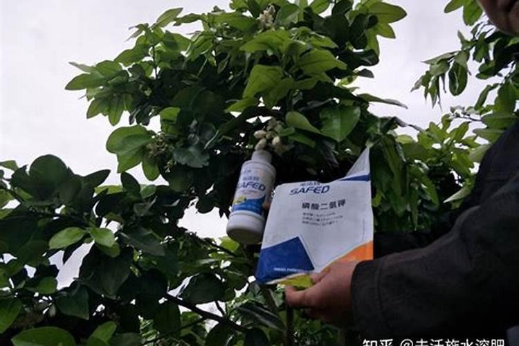 吊兰应该施什么肥