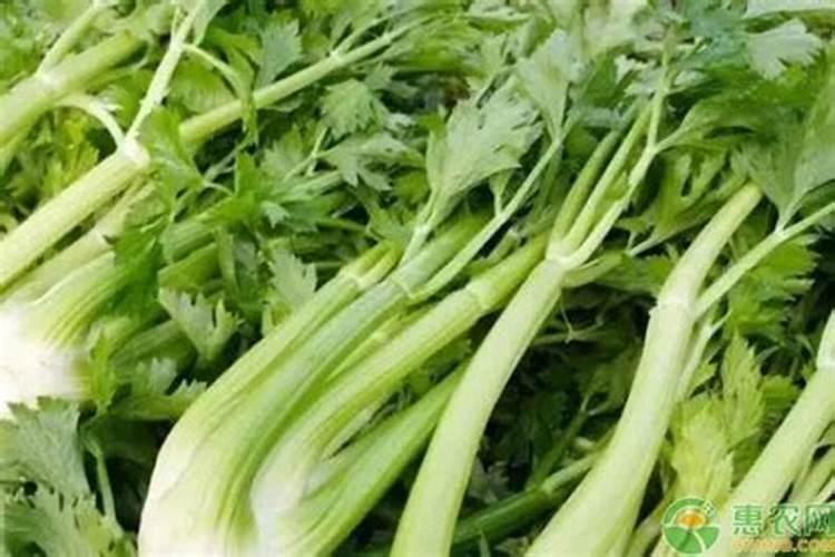 葡萄品种有哪些 哪个葡萄品种最好