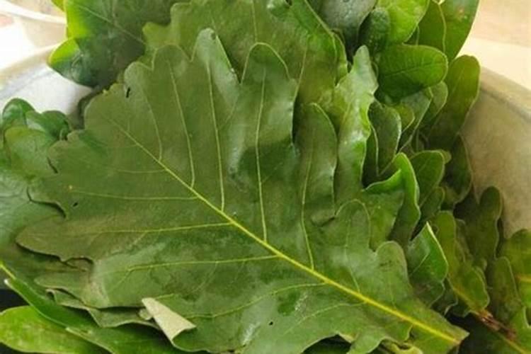 菜叶子怎么做肥料