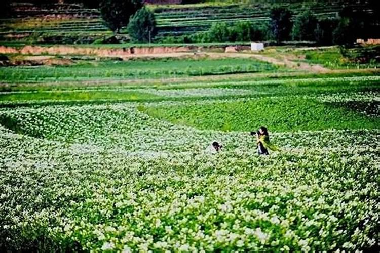 茄子挂果后施什么肥