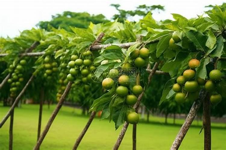 百香果浇什么肥料合适