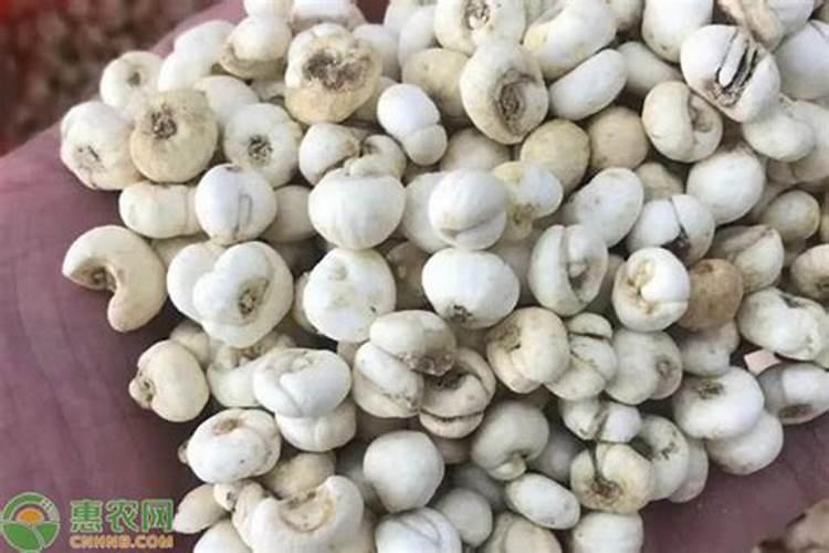 川贝母的栽培方法