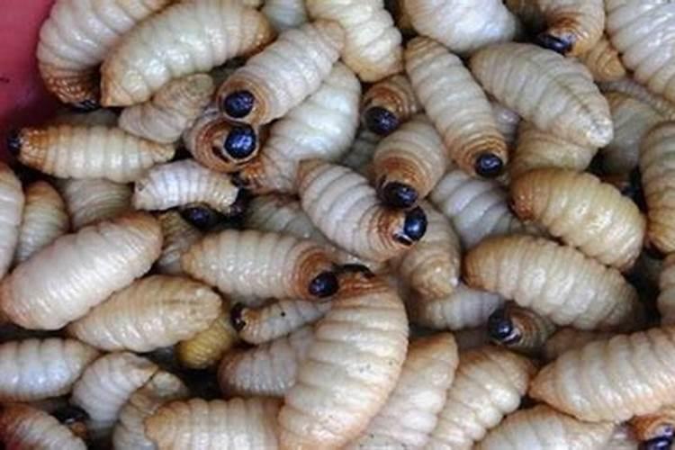 川芎适合氯化钾肥种植吗