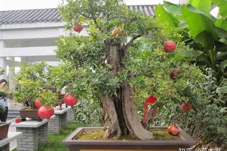 多肉春天施什么肥料