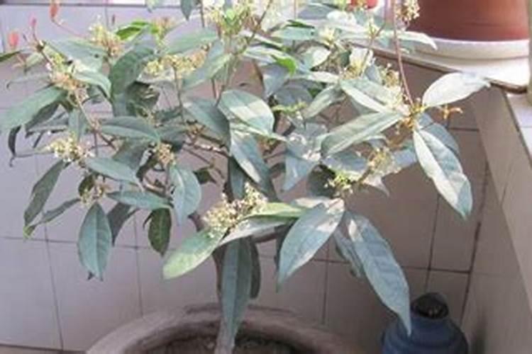 棉花能在盐碱地生长吗