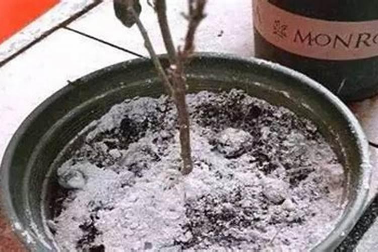 怎样制作草木灰肥料