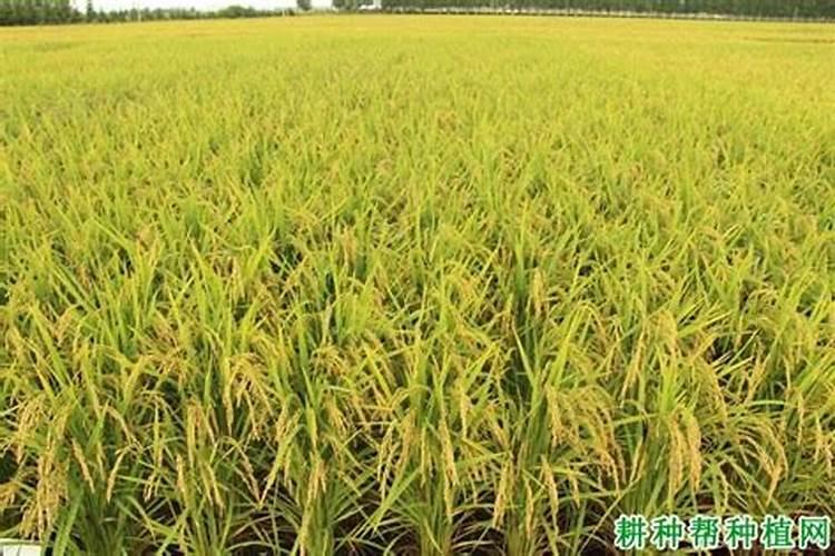 水稻钾肥什么时候施