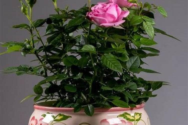 月季花用什么肥料最好最旺花